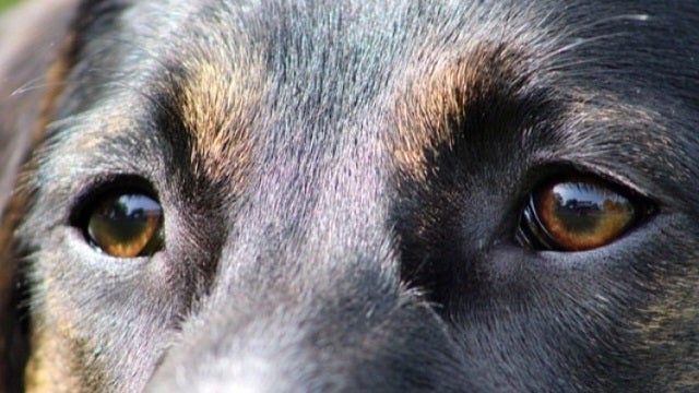 Bill requiring adequate shelter for dogs in Texas advances again