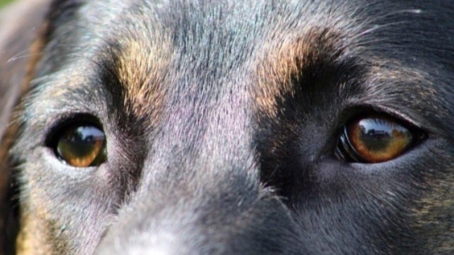 11 dogs headed to Minnesota die after van breaks down