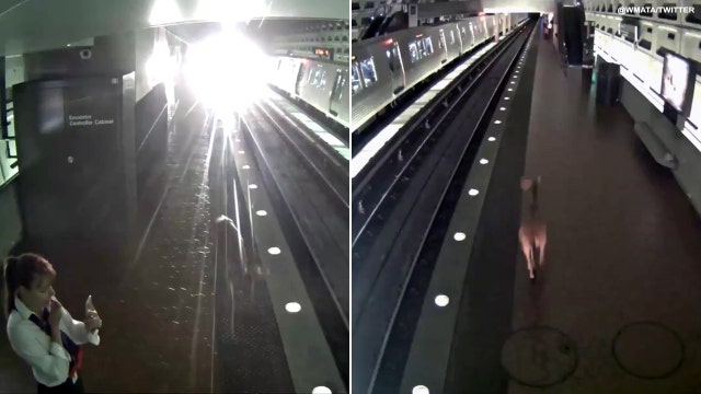 Deer sprints through Metro station (VIDEO)