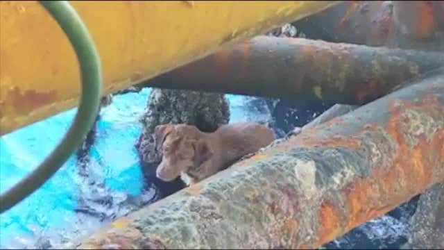 Oil rig crew rescues dog found swimming 135 miles off Thailand