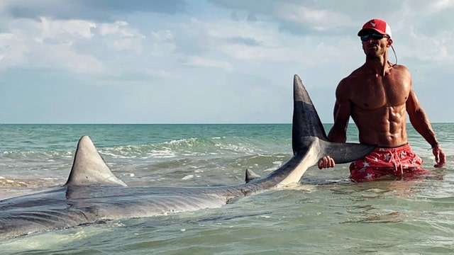 Fisherman catches and releases massive tiger shark off Sanibel
