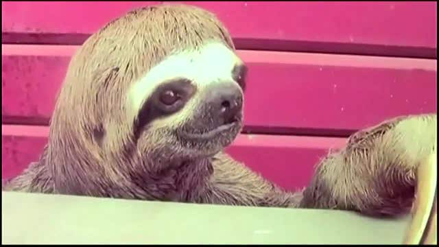 Endangered sloth tries to creep into Peruvian store