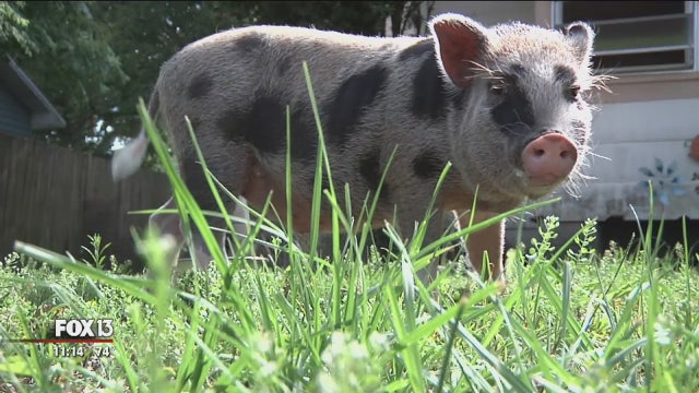 Zephyrhills: Potbelly pig can't be pet because it's 'normally raised for food'