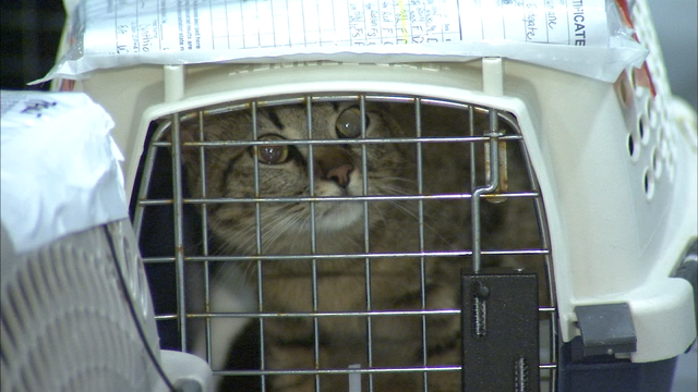 ‘Wings of Rescue' flight transports rescue animals from Texas to Seattle