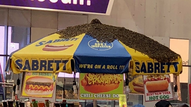 Bees swarm Times Square