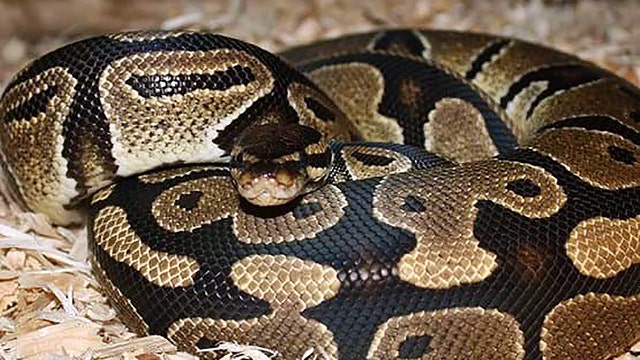 Florida man bitten by python hiding in toilet