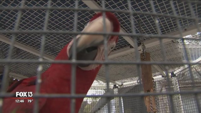 Exotic birds can retire at 'Florida Exotic Bird Sanctuary'