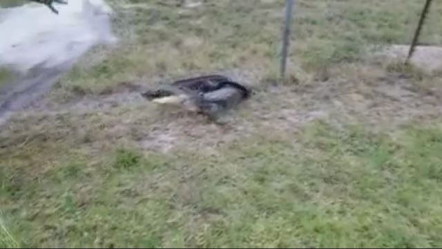 Florida man wrangles gator using wet blanket, broom