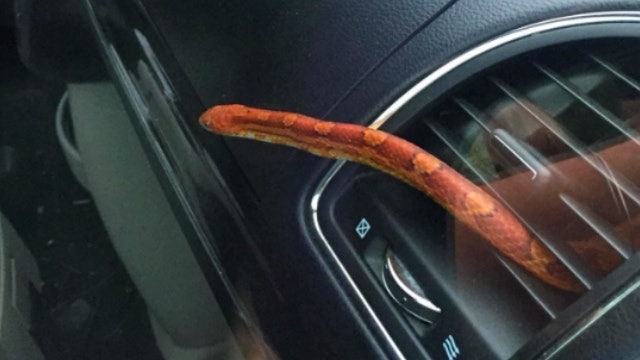 Mom describes two days with snake on the loose in her van