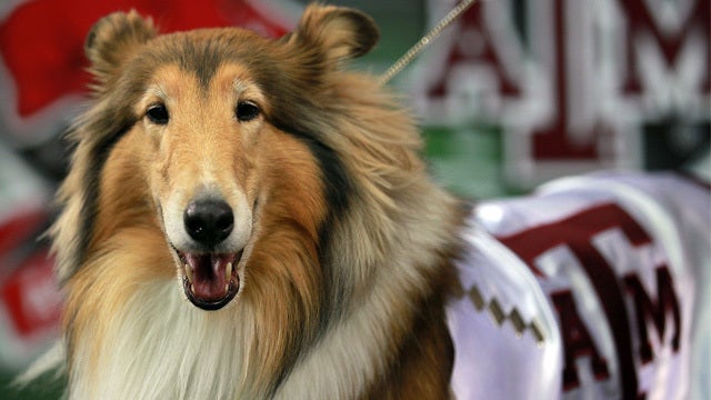 A dog's honor: Service scheduled Texas A&M's collie mascot