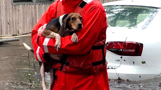 North Carolina woman may face charges for sheltering pets during Hurricane Florence