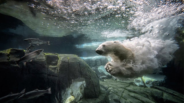 SeaWorld San Antonio offering free admission to veterans, families