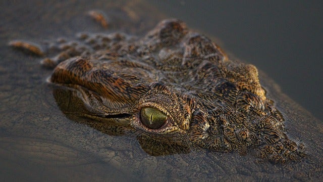 Girl, 2, eaten by crocodiles after falling into a pit on family's farm