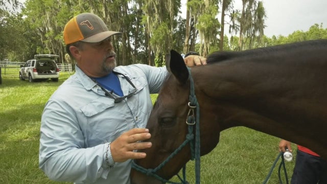 Horse recovering following alligator attack