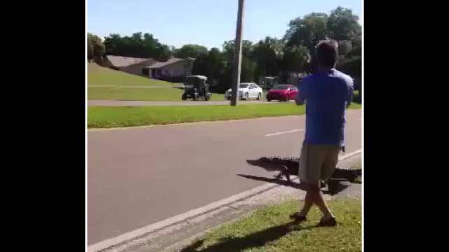 WATCH: Bystanders stop traffic as gator crosses road