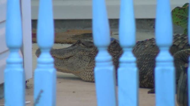 Knock knock: Gator found on South Carolina front porch