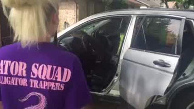 Alligator wrangled from front seat of SUV