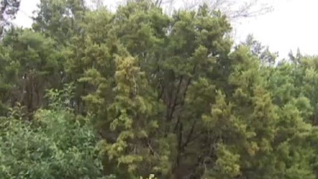 What is cedar fever and what can you do about it?