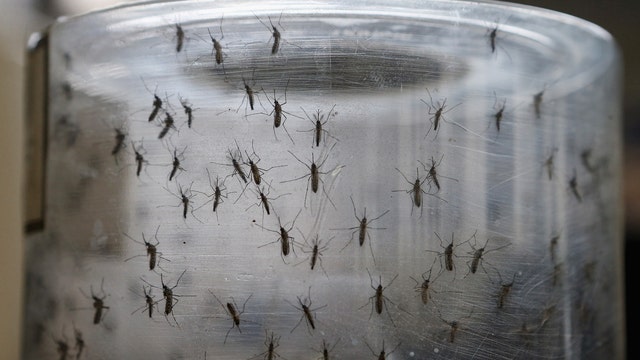 Medical study: Skrillex song can help reduce mosquito bites