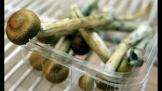 Push for legalization of psychedelic mushrooms in Oregon