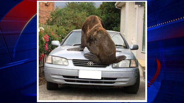 MUST SEE: Giant seal dents car hood while roaming Australian neighborhood