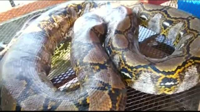 Captured python could be world's longest snake