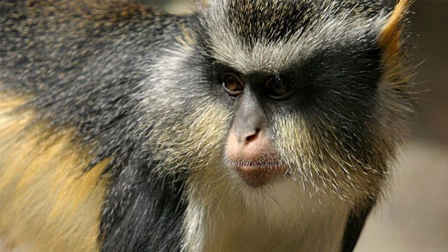 Zoo closes as staff try to wrangle escaped 12-pound monkey
