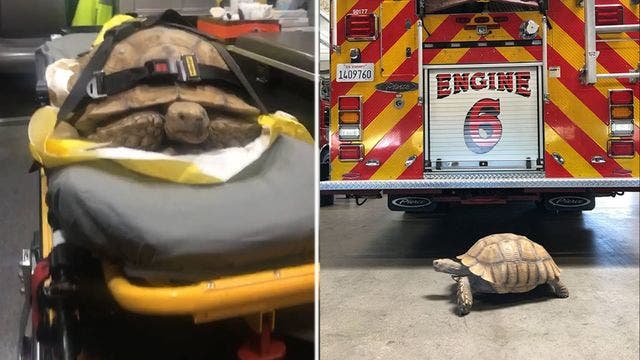 California fire and rescue squad seeking owner of tortoise who was ‘unable to outrun the paramedics'