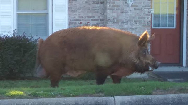 Think talks of big hogs are hogwash? Think again!