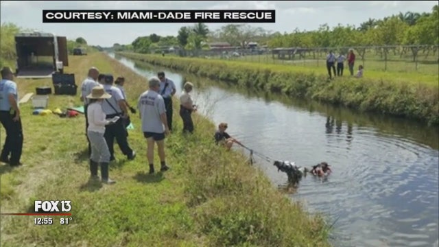 Horse rescued from Miami canal