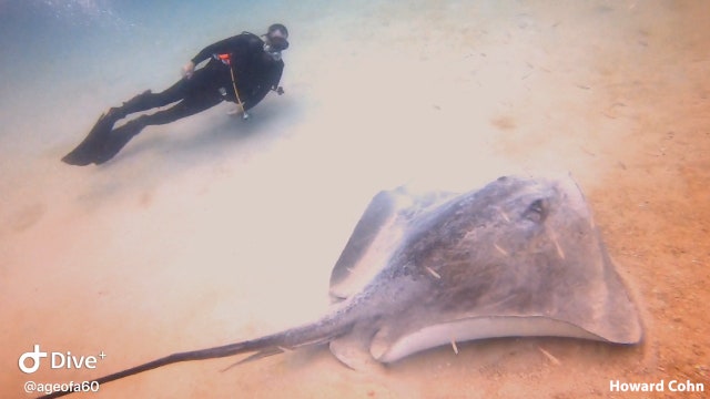Diver dwarfed by massive ray swimming off the coast of Tarpon Springs