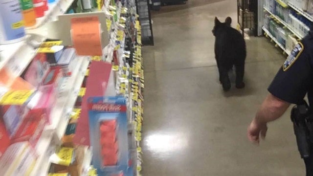 PHOTOS: Bear wanders into Blairsville store