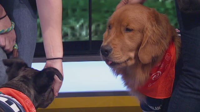 Importance of socializing your dog