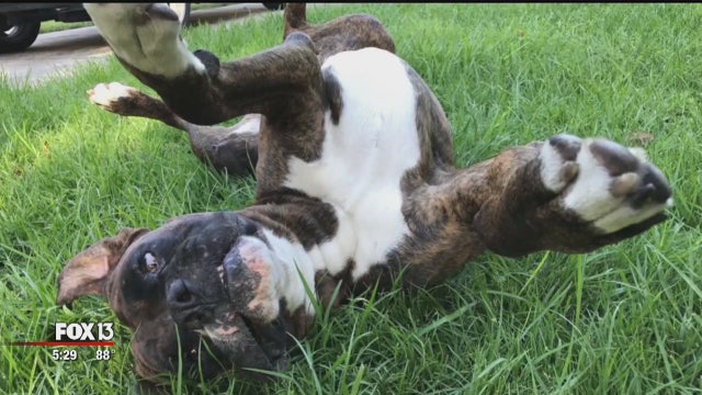 Family wants answers after dog found dead in trash can