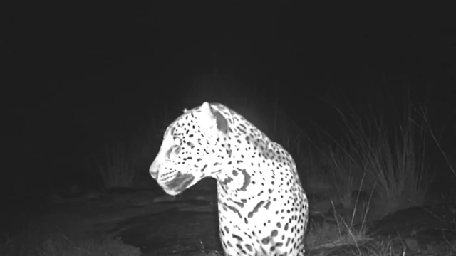 VIDEO: Wild jaguar roams in southern Arizona