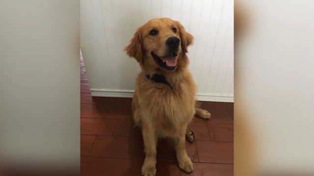 Police dog given Narcan to reverse overdose in Florida