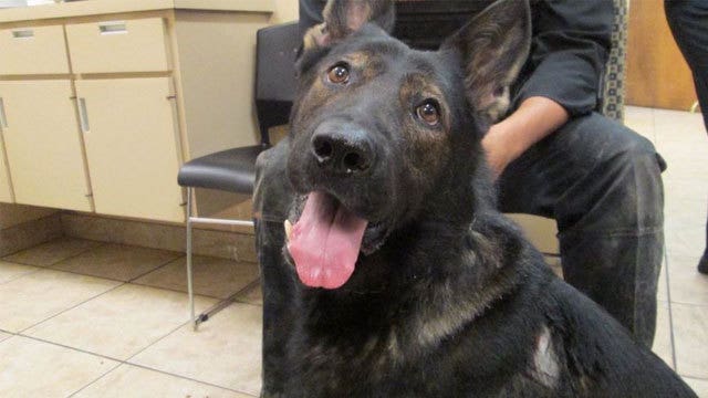 Florida man strangled woman with dog leash, stabbed K-9, cops say
