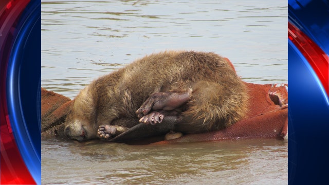Beaver worked its way into Phoenix canal, takes nap on discarded chair