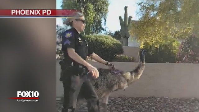 'Emu-sing' pursuit: Phoenix PD rescues emu on the loose