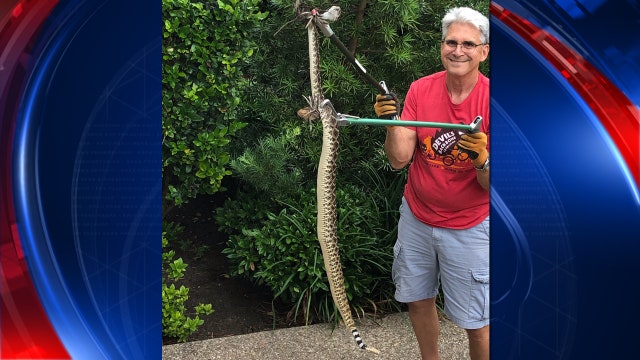 Local snake wrangler advising others to be careful