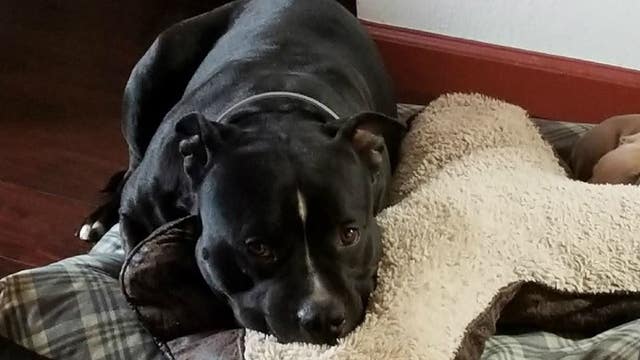 Man accused of stealing, lighting pit bull on fire in Monterey County