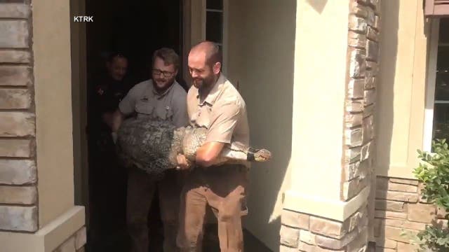 Large gator found in Houston home after flooding