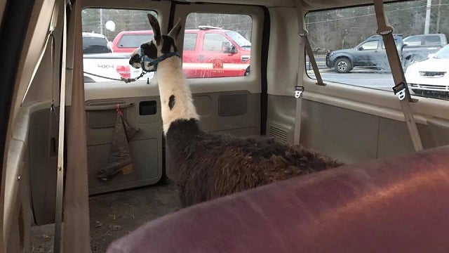 Llama roaming busy Oconee County highway captured