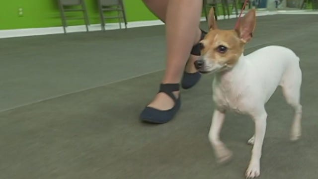 Camp Bow Wow shares heat safety tips to keep pets safe this summer
