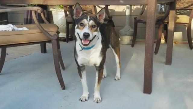 Local rescue group says dog was euthanized and survived