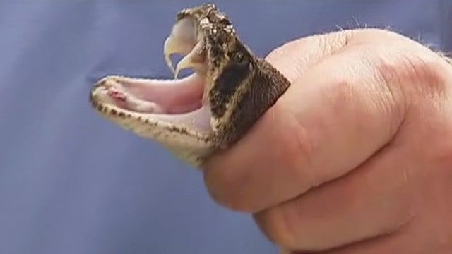 Texas man bitten by severed rattlesnake head almost dies