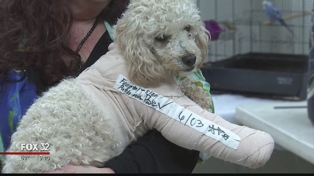 Man gets prison for tossing dogs from top of parking garage