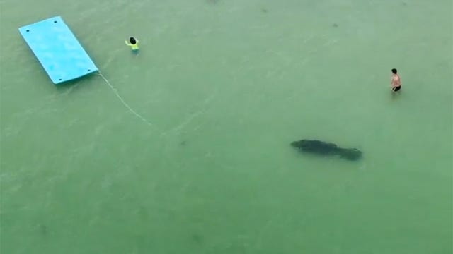 Video: Manatee goes unnoticed at Indian Shores beach