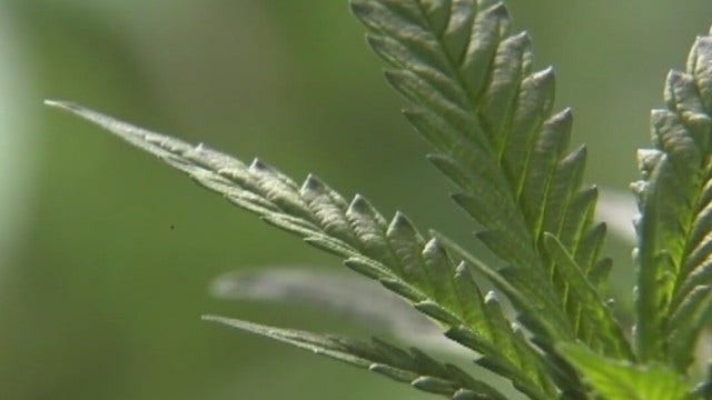 Lawsuit: Couple detained after hibiscus mistaken for marijuana