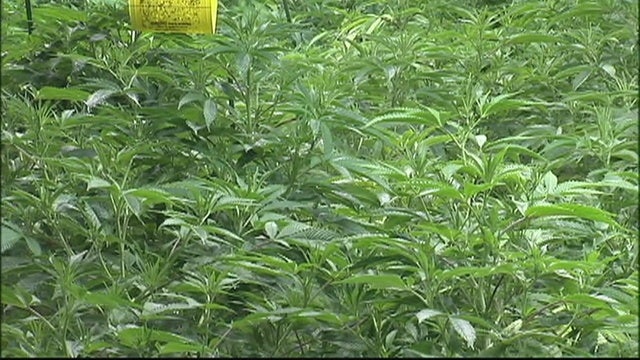 Marijuana group predicts huge economic gain for Hawaii